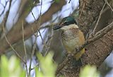 Sacred Kingfisher